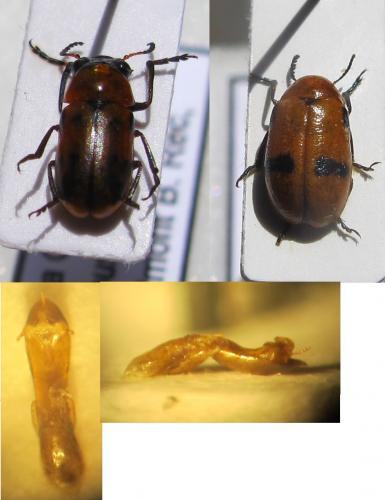 Réf. 274 599 : Coptocephala scopolina floralis